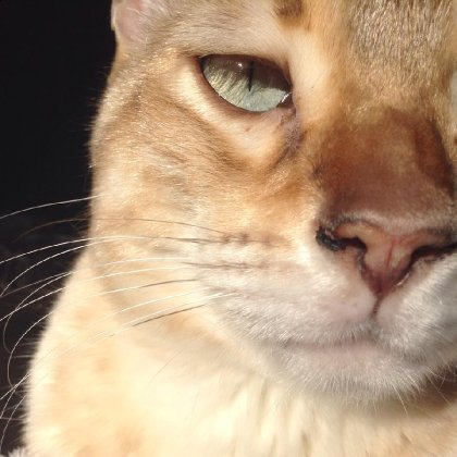 Voici Le Duchebag des chats,Stanley.