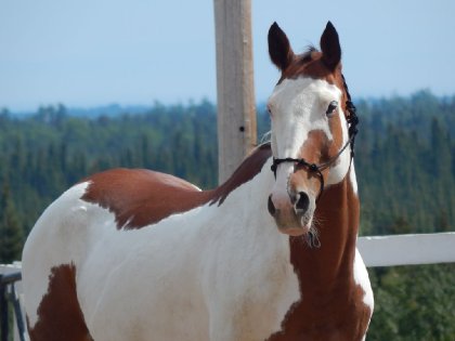 Awasome, un cheval avec le coeur gros comme l'univers <3