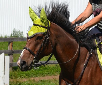 Cheval bai portant un bonnet vert