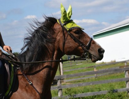 Cheval bai portant un bonnet vert