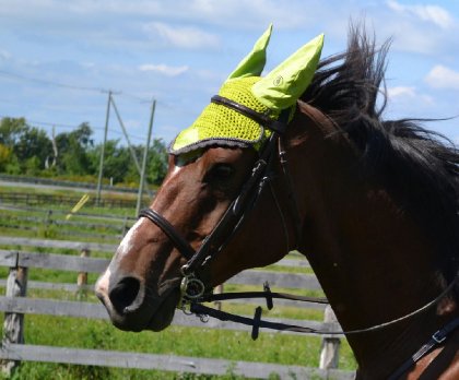 Cheval bai portant un bonnet vert