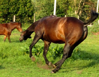 Heum... j'ai un cheval bizarre ahahah