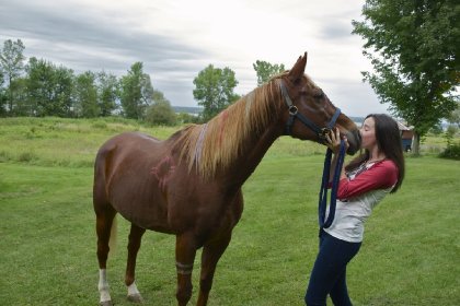 Craie sur cheval