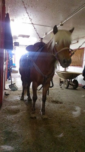 Poney attendant