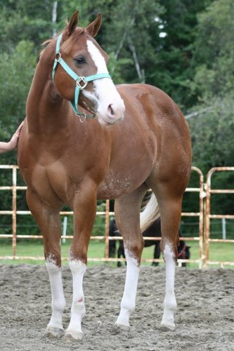 temptation 18 mois mon poulain de show 