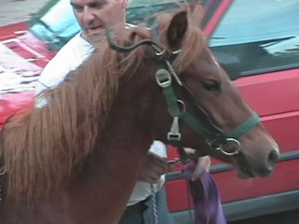 sa été mon premier dressage et assser dure car cette petite...