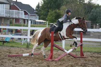 jument de lignée reining/plaisance que j'entraine pour les trois...