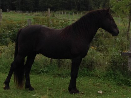 Mon beau Perceval 