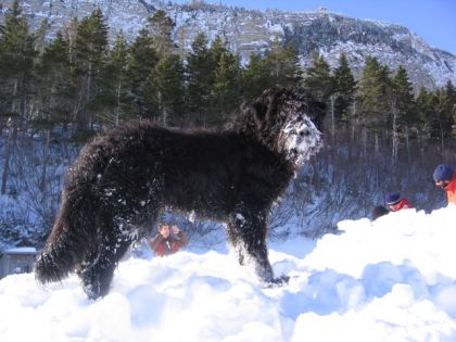 Mouss bouvier des Flandres au parc nationnal Forillon Gaspésie!