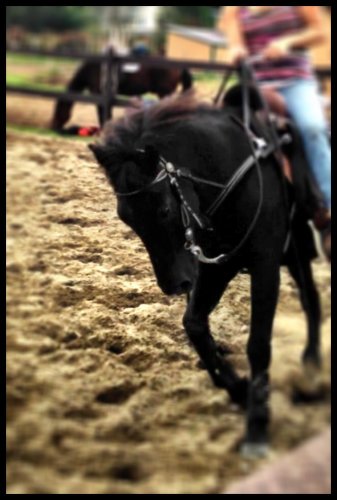 Mon poney aux jeux du club des randonneurs de St-Lambert :)