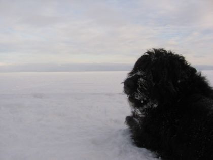 Mouss bouvier des Flandres paysage de l'ocean