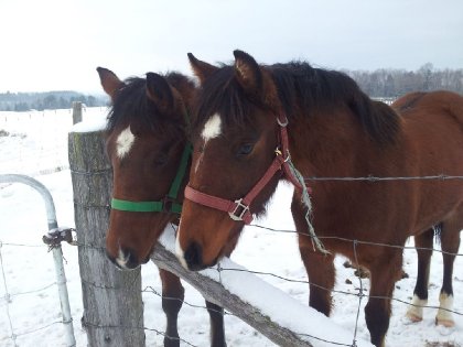 Deux petites pouliches qui se ressemblent comme deux gouttes...