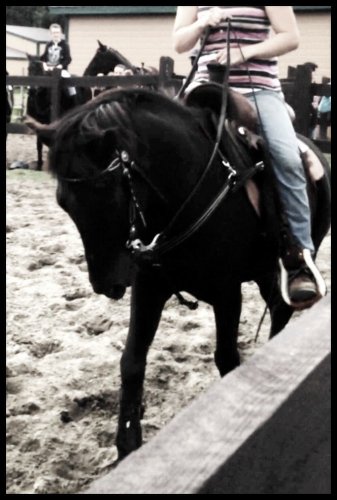 Mon poney à des jeux équestres