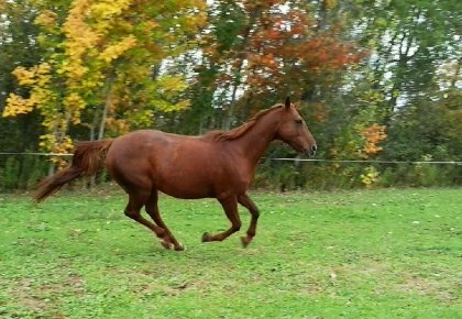 Ma jument d'automne !