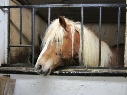 mon cheval Sahib