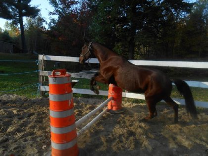 Les Standarbred <3 des chevaux tellement versatile qui ont du...