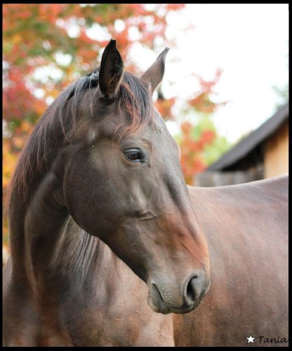 Ma belle jument Cristal, au naturel profitant de l'automne ! :)