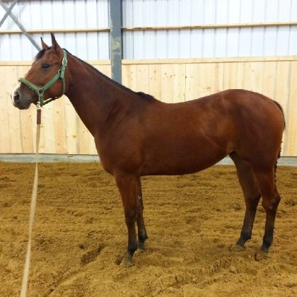 Mon magnifique poulain, Lena's Peppy Obrien , 2ans...