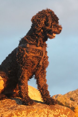 Goldendoodle noir