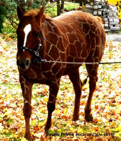 ma petit spoon en girafe pour l'halloween ! a noter que sais de...