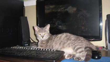 Mika, une petite folle d'amour