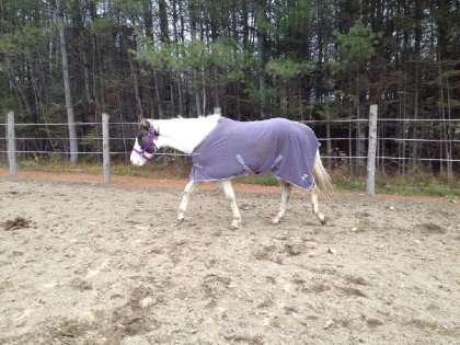 Mon beau DL Dixons Sunny Buzz