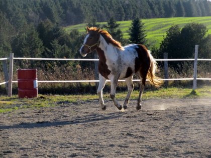 Ma pouliche Gytanne, 3 ans <3 