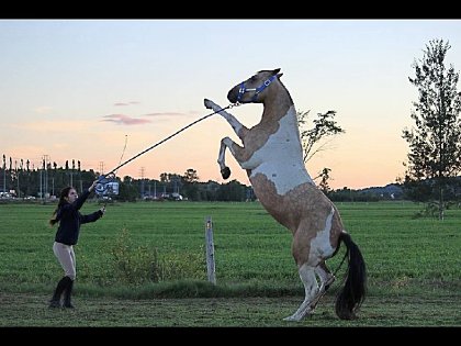Gros cabrer de ma ponette !