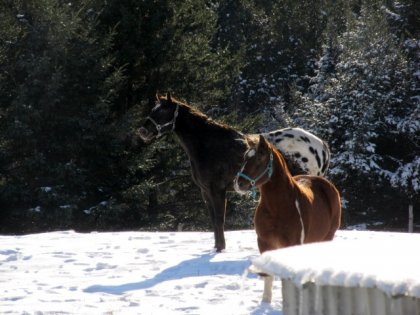 Tonnerre & Argo mes deux m&acirc;les alpha hihi <3