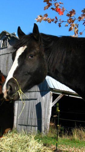 Petit poulain devient grand! Chey 2 1/2 ans 