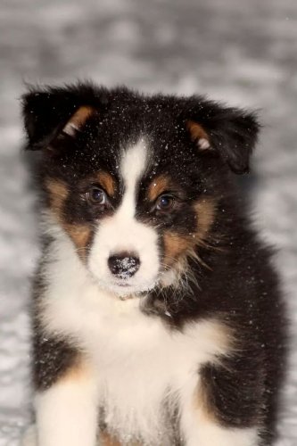 Je voulais vous présenter ma nouvelle petite crapule <3 Elle se...