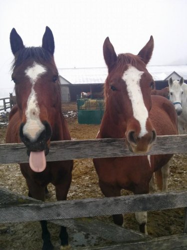 Monro et son amie Daisy