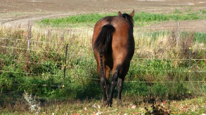 Les belles fesses de mon Joey, 30 mois.