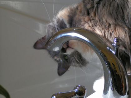 charlotte qui je veux de l`eau!!!