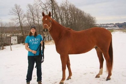 mon nouveau cheval Abel, warmblood