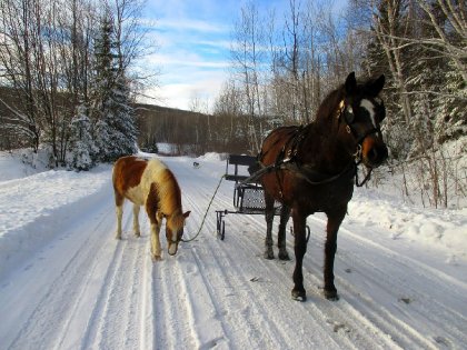 Promenade avec Fidelle et Turbo :)