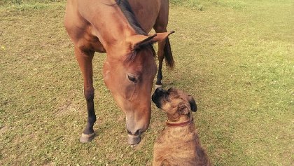 Ma pouliche et mon chien ! :) adorable 