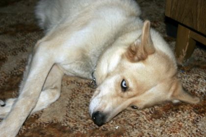 Chien couché