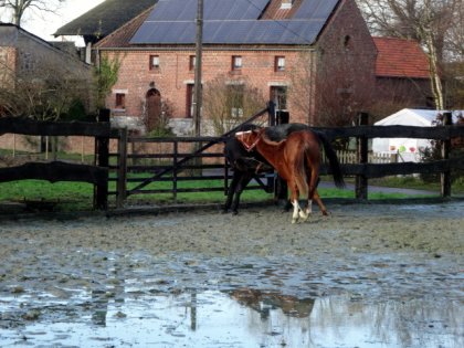 J'ai des chevaux contorsionniste lol! Max et Horizon qui jouent