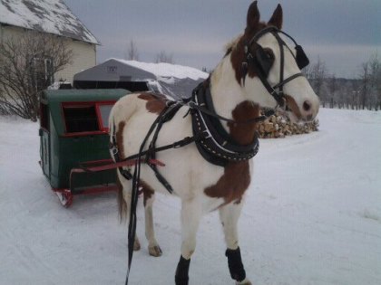 quelqu`un a une idée de l`âge svp? (sleigh bien sur)