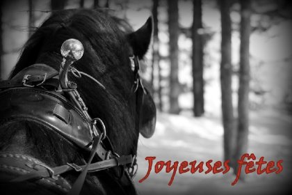  (*)  Joyeuses fêtes les passionnés!  (*)  