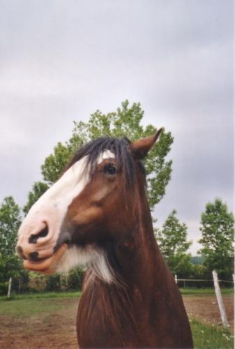 Joly ma jument Clyde. Gros diable :)