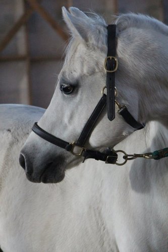 Le plus beau :)