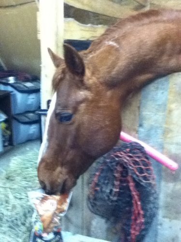 Cheval qui mange des bonbons