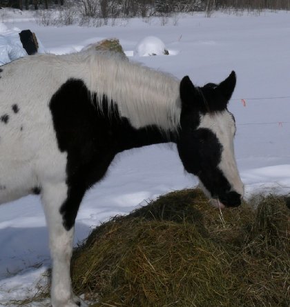 Cheval tacheté qui mange du foin