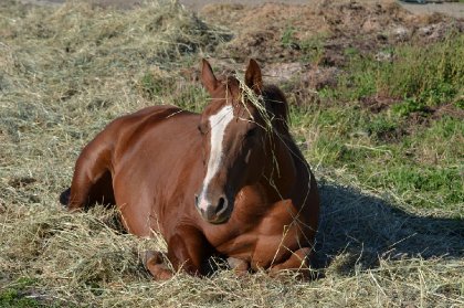 Cheval couché dans le foin
