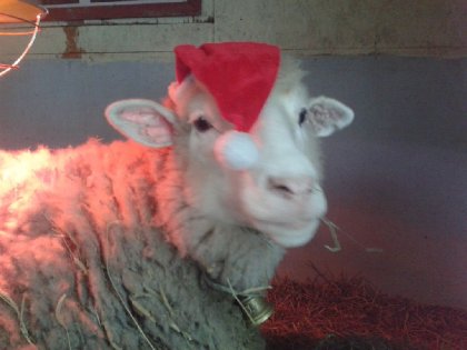 Brebis de Noël !
