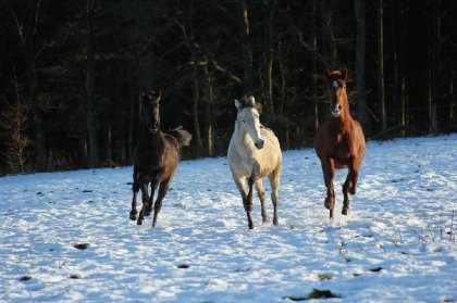 Voici 3 jolies pouliches dont je m'occupe en ce moment qui...