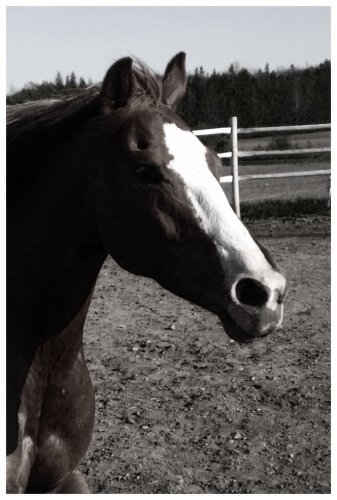 Rien remplace son premier cheval