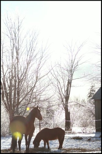 joli portrait d'hiver! :)